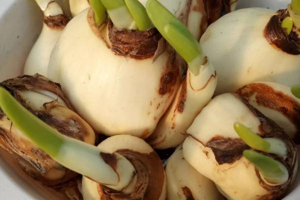 水仙球根的花语,寓意甜蜜爱情、纯洁善良等