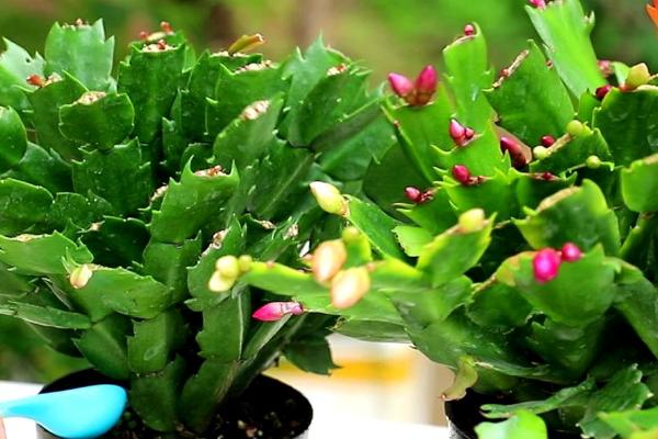 蟹爪兰的养殖方法,生长的过程中离不开水