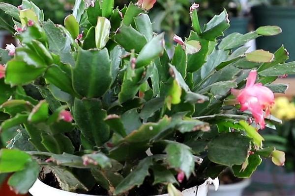 蟹爪兰的养殖方法,生长的过程中离不开水