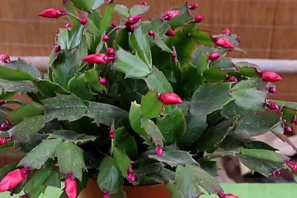 蟹爪兰的养殖方法,生长的过程中离不开水