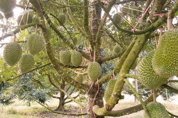 榴莲的种植方法,要控制好距离