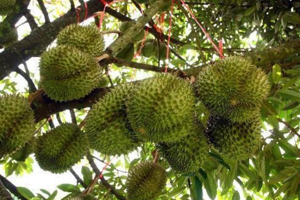 榴莲的种植方法,要控制好距离