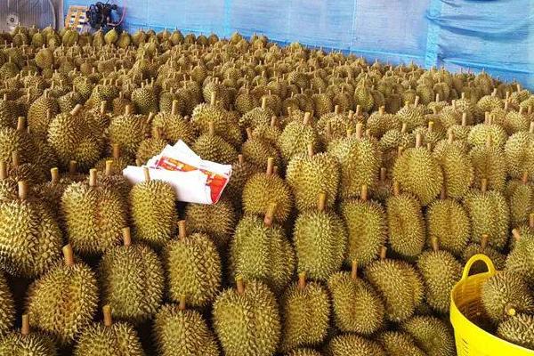 榴莲的种植方法,要控制好距离