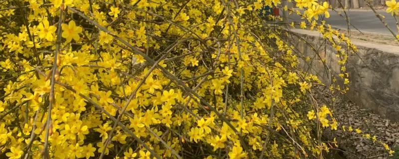 迎春花的品种特征，小枝细长直立、花朵单生在枝条上