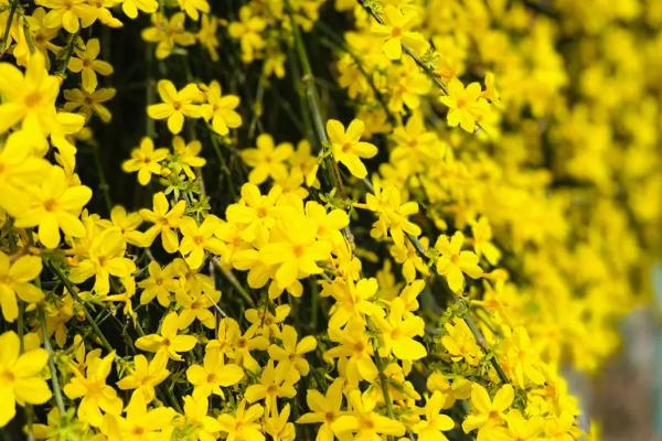 迎春花的品种特征,小枝细长直立、花朵单生在枝条上