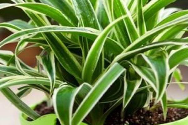 哪些植物可以扦插繁殖，月季、茉莉、虎尾兰、长寿花等品种均可扦插繁殖