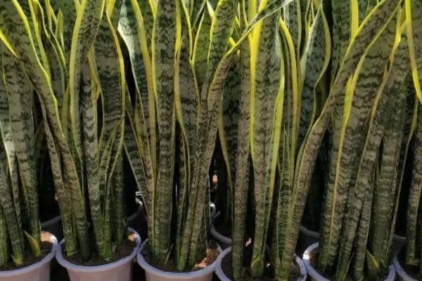 哪些植物可以扦插繁殖，月季、茉莉、虎尾兰、长寿花等品种均可扦插繁殖