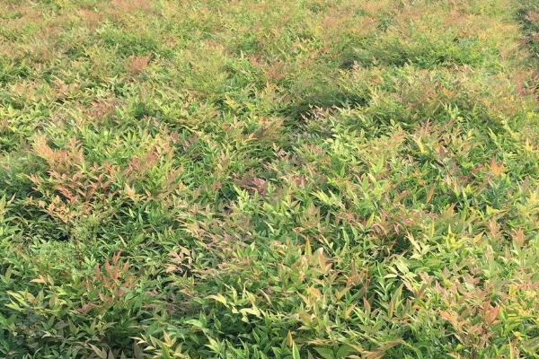 南天竹需要什么肥料,一般施磷肥、钾肥或饼肥