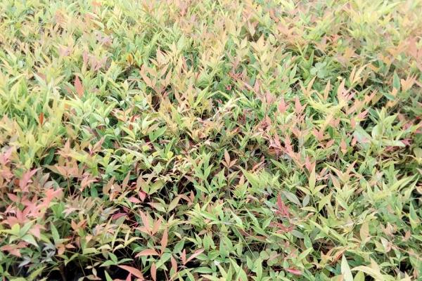 南天竹需要什么肥料,一般施磷肥、钾肥或饼肥