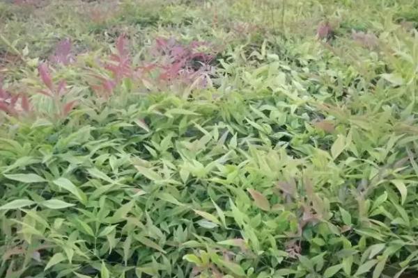 南天竹需要什么肥料,一般施磷肥、钾肥或饼肥