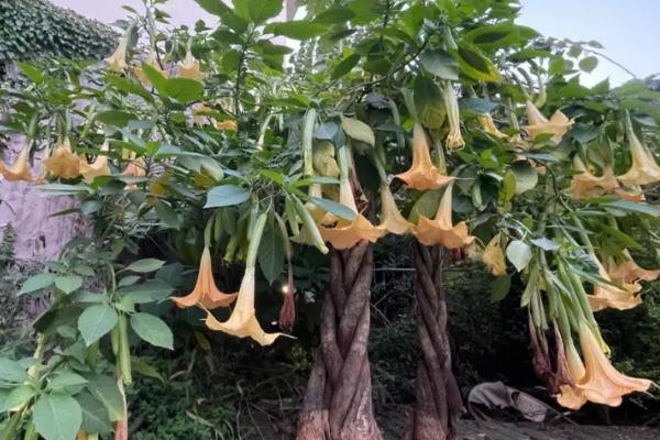 曼陀罗花有什么花语,无间的爱是它的花语