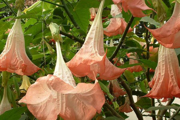 曼陀罗花有什么花语,无间的爱是它的花语