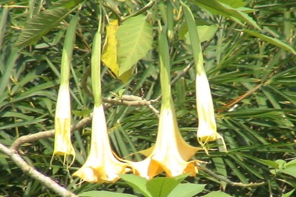 曼陀罗花有什么花语,无间的爱是它的花语