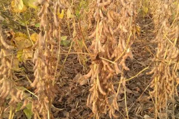 黄豆怎么种植,适合在8月10日前后播种