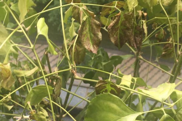 菜豆树叶子干枯的原因,可能是光照不足或浇水和施肥过多导致的