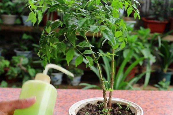 菜豆树叶子干枯的原因,可能是光照不足或浇水和施肥过多导致的