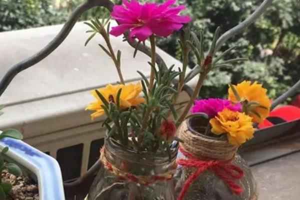 如何在花瓶中养殖太阳花,每隔15天要追施几滴营养液