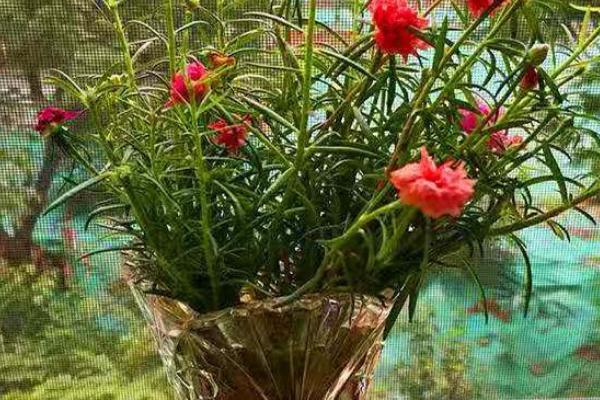 如何在花瓶中养殖太阳花,每隔15天要追施几滴营养液