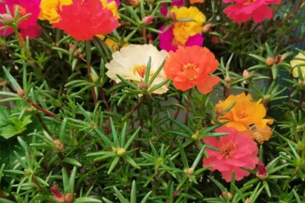 如何在花瓶中养殖太阳花,每隔15天要追施几滴营养液