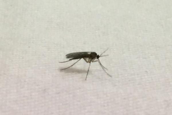 花招小飞虫了怎么办，数量多时需用药剂喷杀