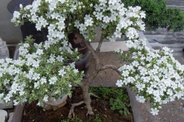 六月雪如何造型，可根据枝干特性来进行