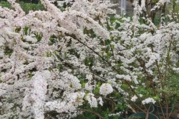 喷雪花的养殖方法,适合在温暖、湿润和通风良好的环境下生长