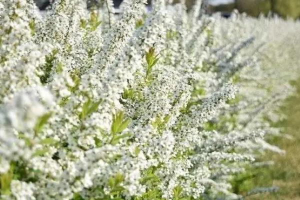 喷雪花的养殖方法,适合在温暖、湿润和通风良好的环境下生长