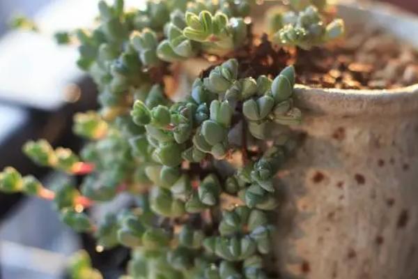 碧玉长出绿条怎么办,可把绿条给整个剪除