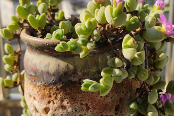 碧玉长出绿条怎么办,可把绿条给整个剪除