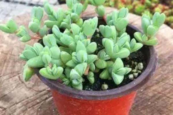 碧玉长出绿条怎么办,可把绿条给整个剪除