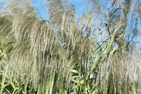 什么植物可以净化水质，有水葫芦、芦苇、浮萍、水葱、荷花等