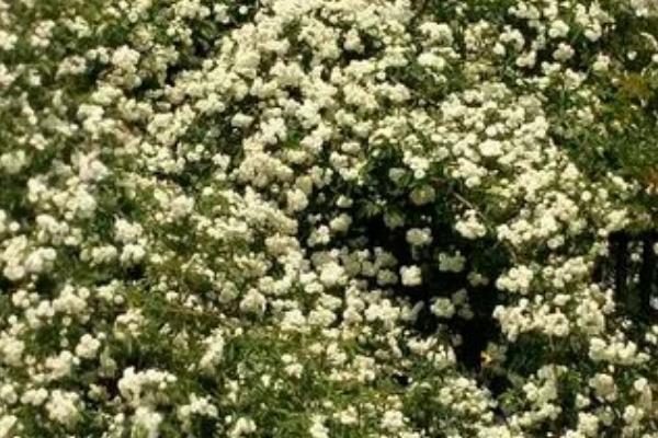 十里香花能在家里养吗,能在家里向阳处养殖