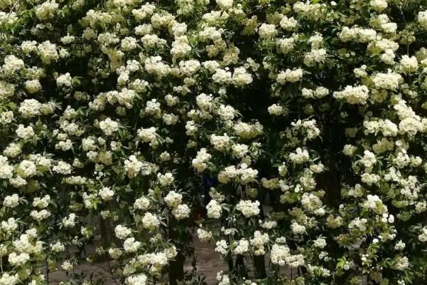 十里香花能在家里养吗,能在家里向阳处养殖