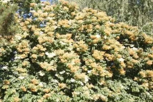 十里香花能在家里养吗,能在家里向阳处养殖