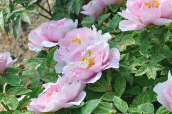 山东牡丹花什么时候开,一般是在4-5月份之间