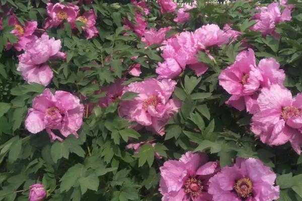 山东牡丹花什么时候开,一般是在4-5月份之间