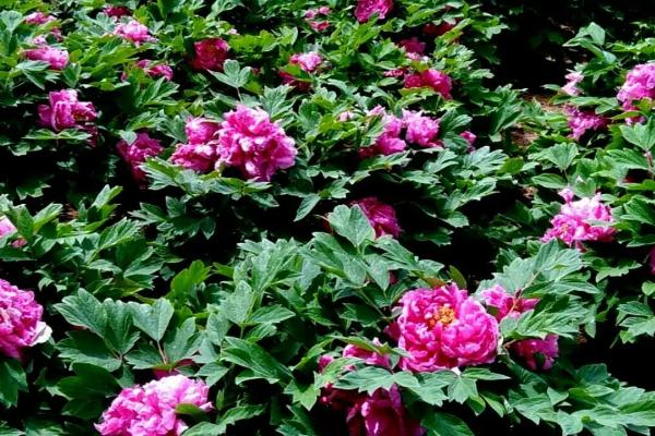 山东牡丹花什么时候开,一般是在4-5月份之间