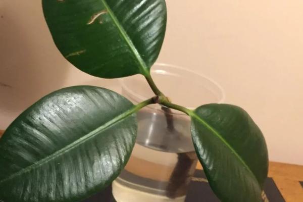橡皮树的水培方法,将其放在散光处细心养护