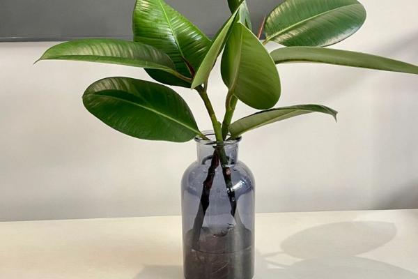 橡皮树的水培方法,将其放在散光处细心养护