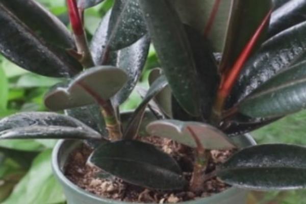 橡皮树的水培方法,将其放在散光处细心养护