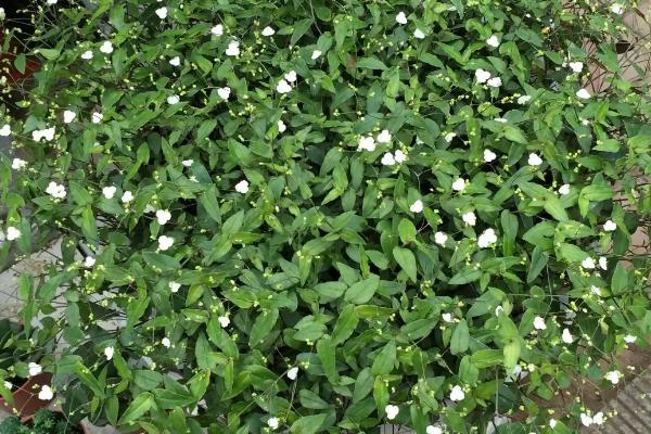 千叶吊兰会开花吗,可以开花但比较少见