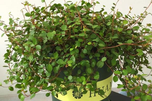 千叶吊兰会开花吗,可以开花但比较少见