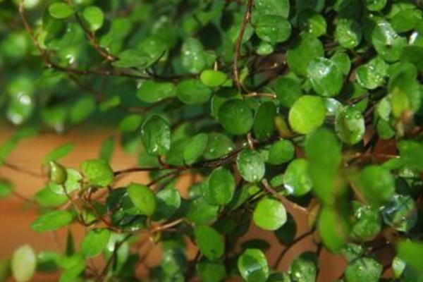 千叶吊兰会开花吗,可以开花但比较少见