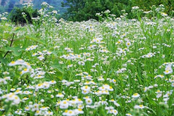 雏菊一年四季都开花吗，只在春季开花