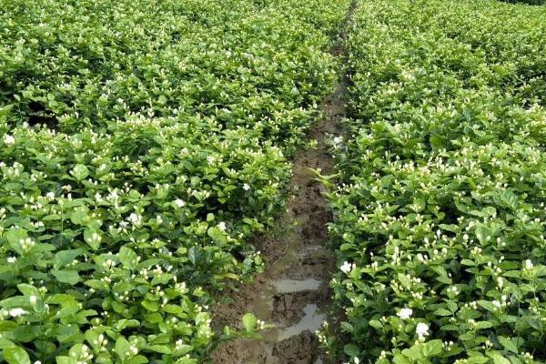 苿莉怎么养才能开更多的花,选择有机质含量丰富的微酸土壤