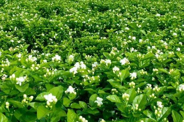 苿莉怎么养才能开更多的花,选择有机质含量丰富的微酸土壤