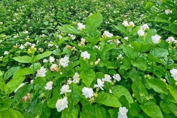 苿莉怎么养才能开更多的花,选择有机质含量丰富的微酸土壤