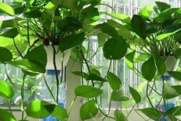 种绿萝一般用多深的盆,根据绿萝的大小选择合适的花盆