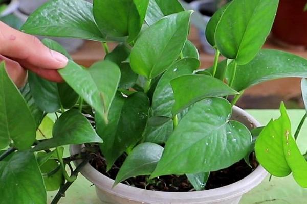 种绿萝一般用多深的盆,根据绿萝的大小选择合适的花盆