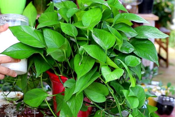 种绿萝一般用多深的盆,根据绿萝的大小选择合适的花盆